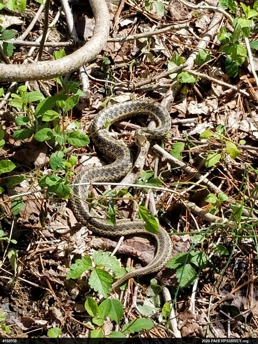 Eastern Gartersnake