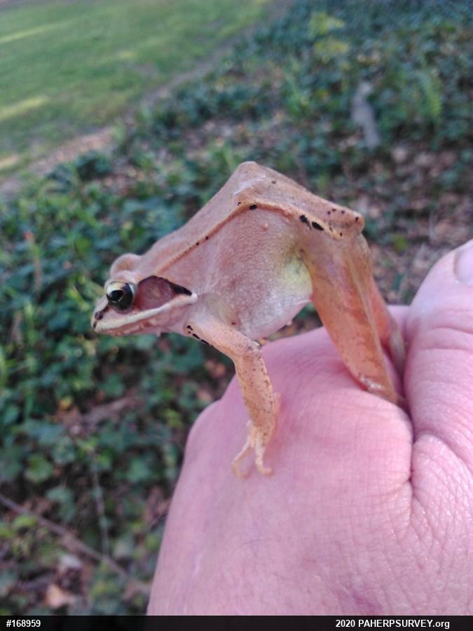 Wood Frog