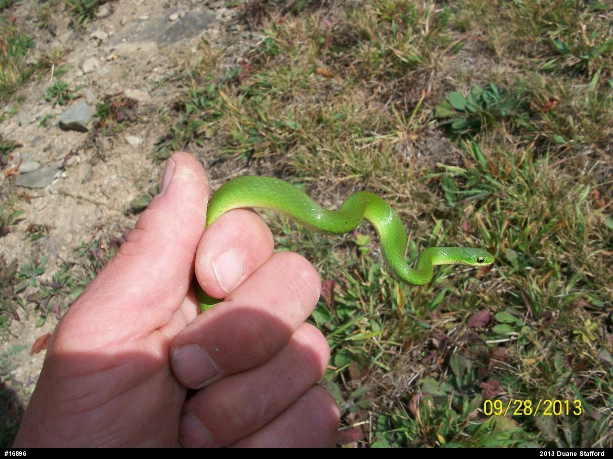 Smooth Greensnake