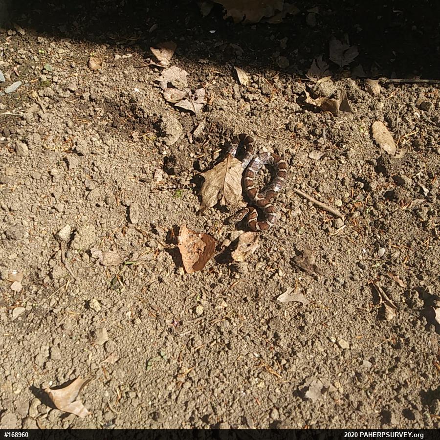 Eastern Milksnake