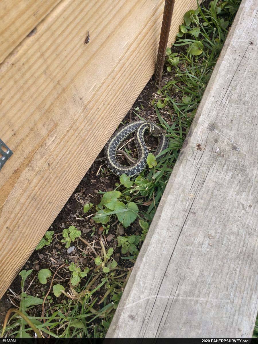 Eastern Gartersnake
