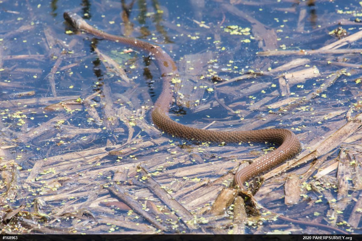 Northern Watersnake