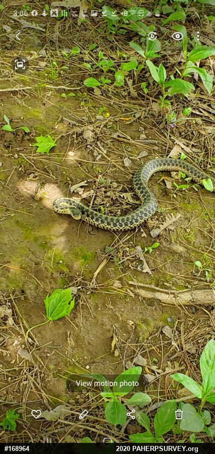 Eastern Gartersnake