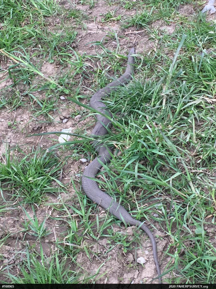 Northern Watersnake