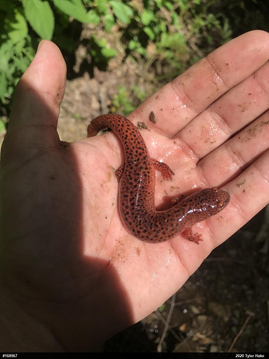 Northern Red Salamander