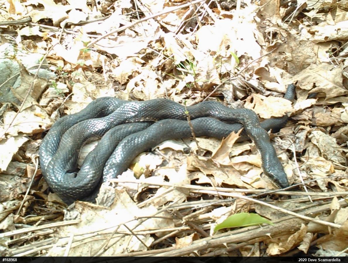 Eastern Ratsnake