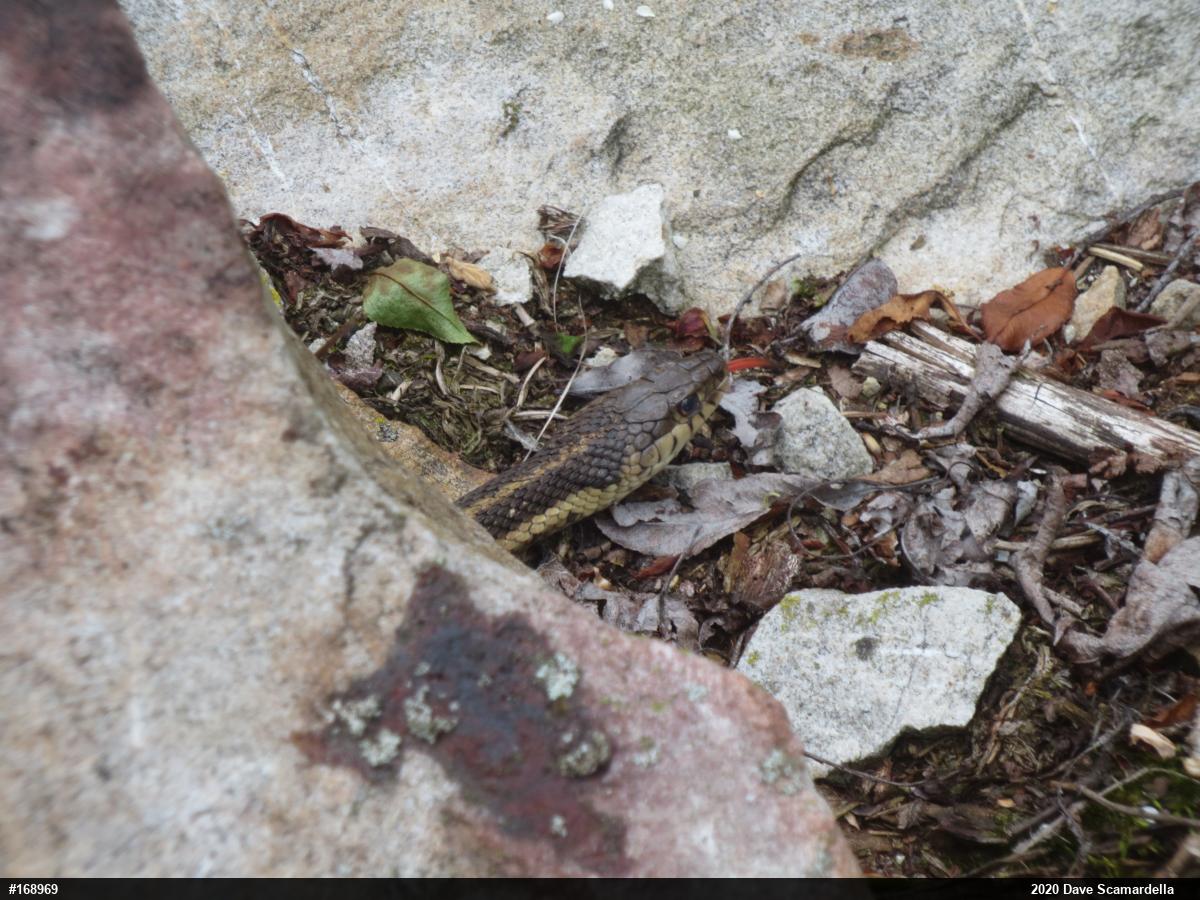 Eastern Gartersnake
