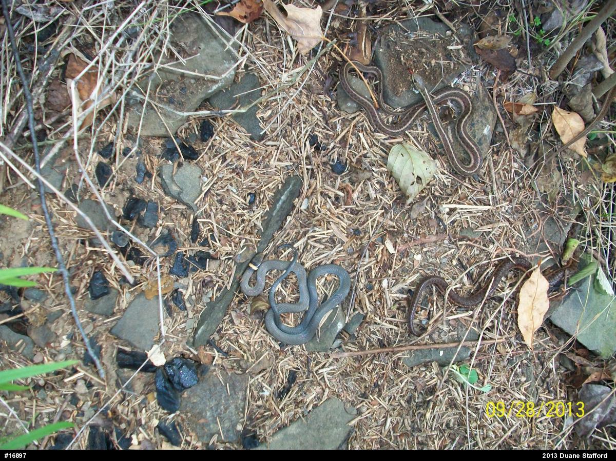 Northern Ring-necked Snake