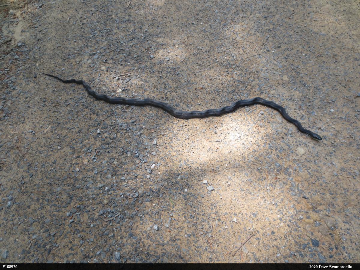 Eastern Ratsnake