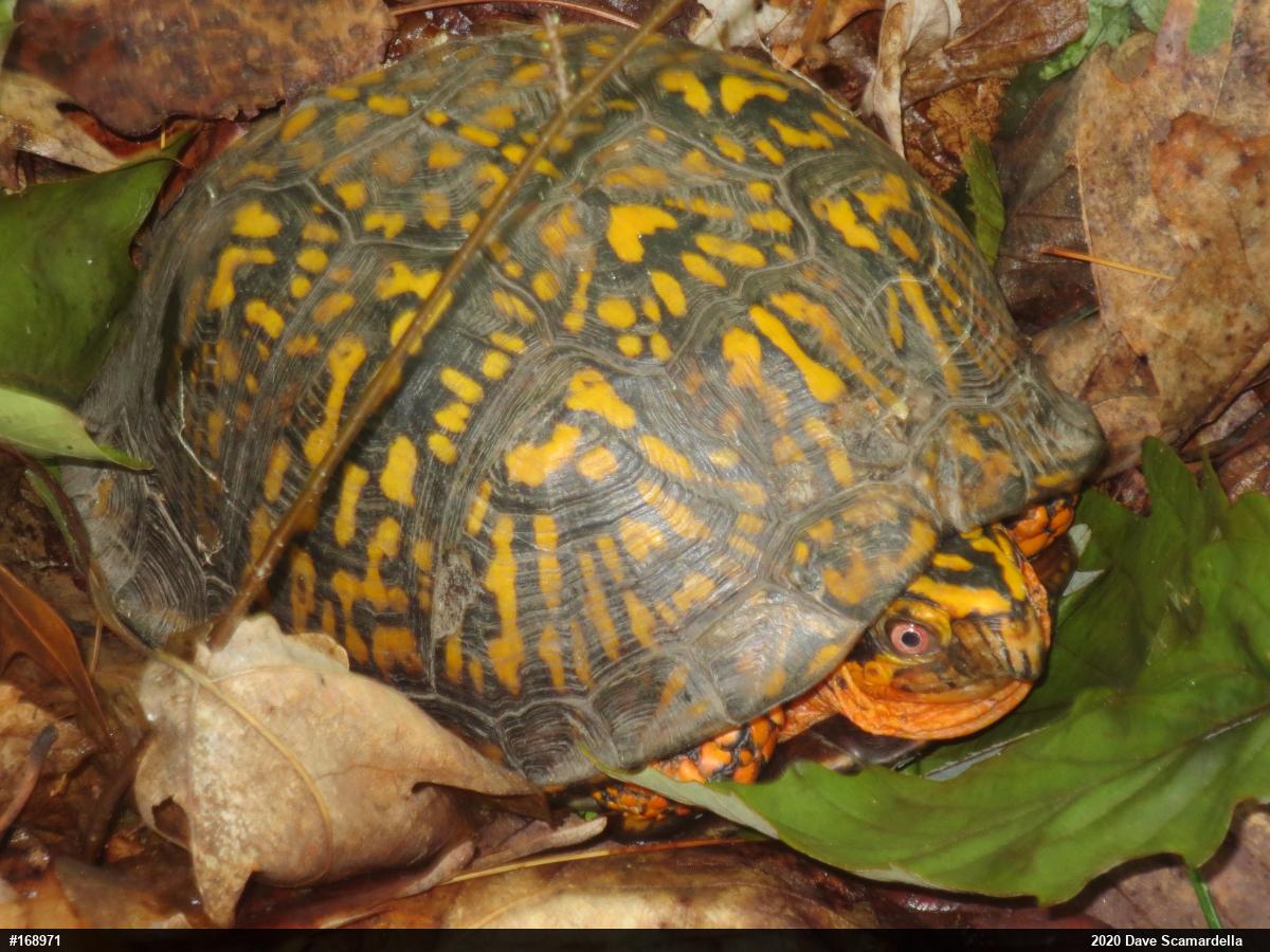 Eastern Box Turtle