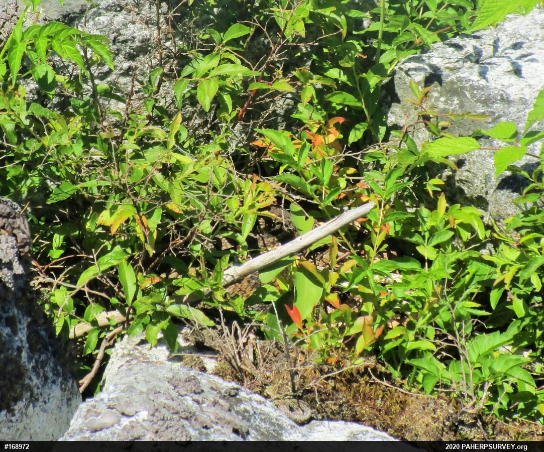 Timber Rattlesnake