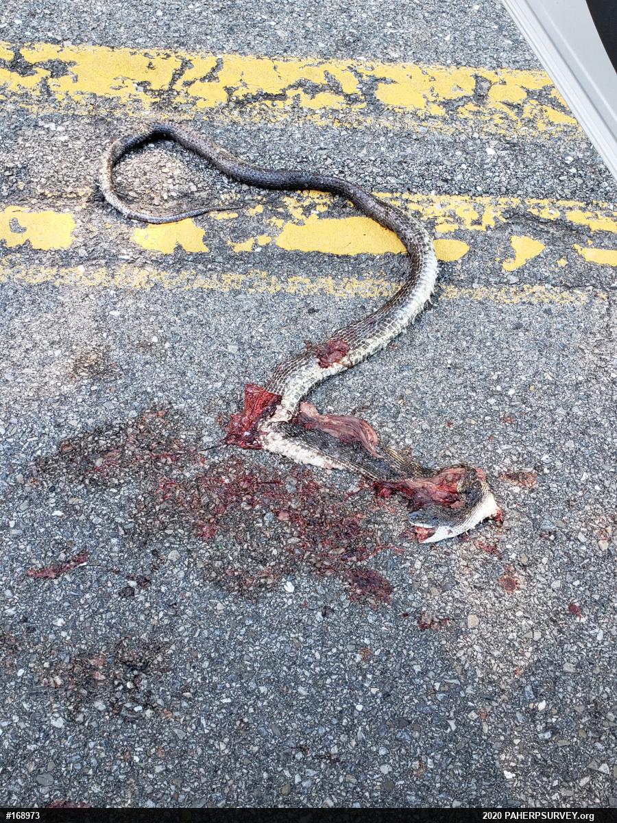 Eastern Ratsnake