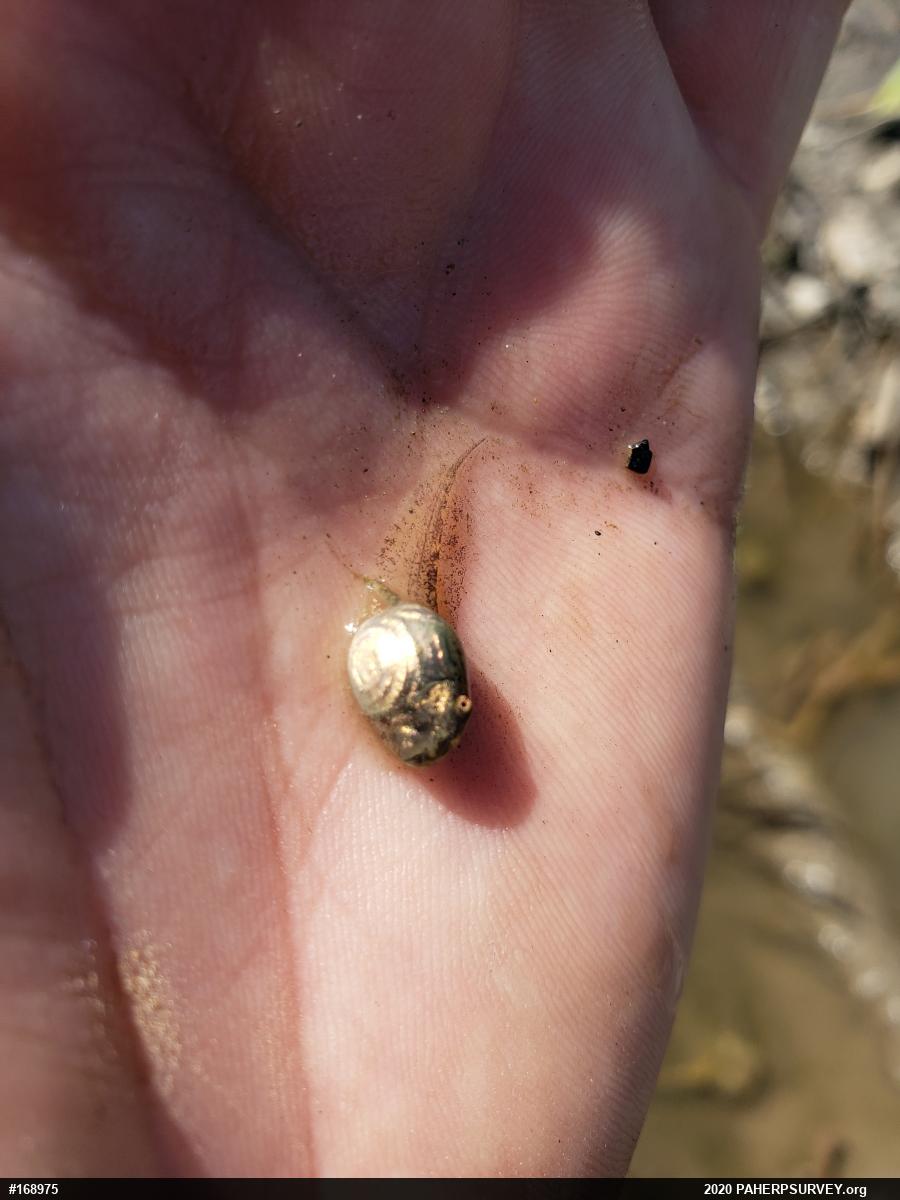 Spring Peeper