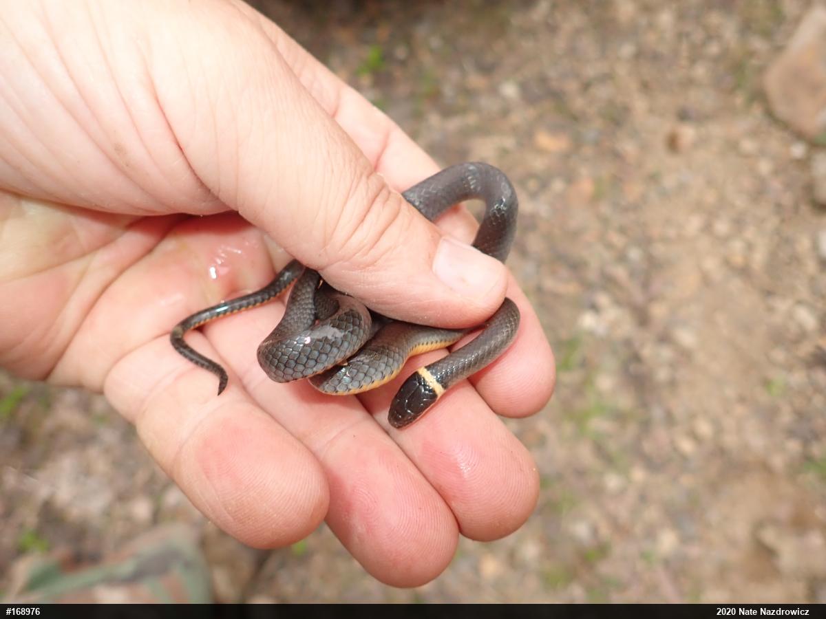 Northern Ring-necked Snake