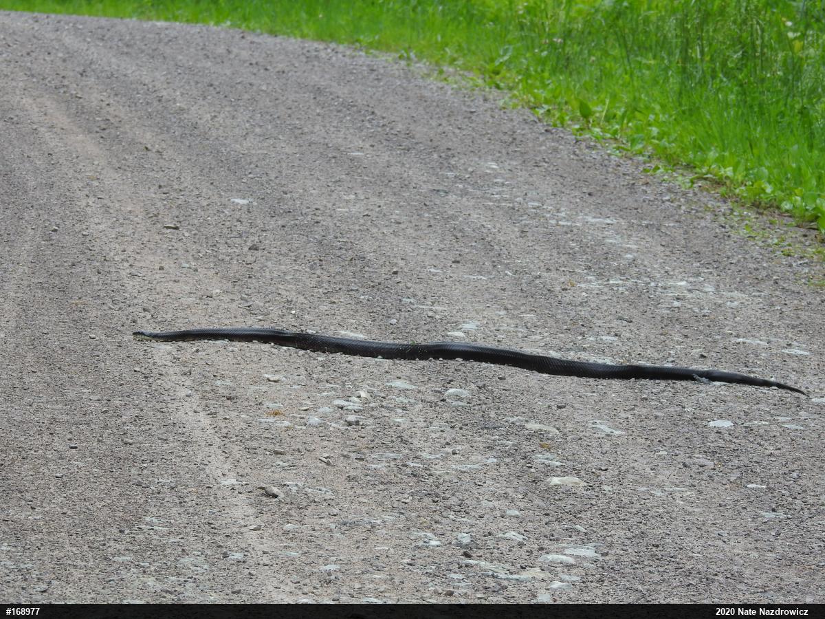 Eastern Ratsnake