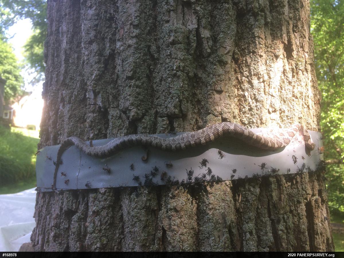 Eastern Ratsnake