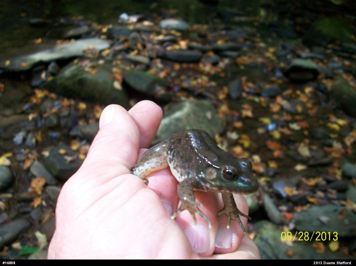 Green Frog