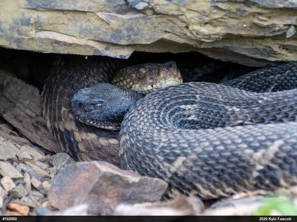 Timber Rattlesnake