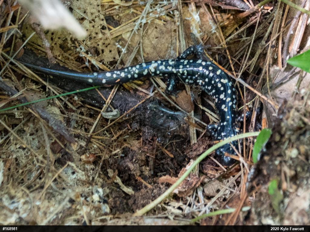 Northern Slimy Salamander