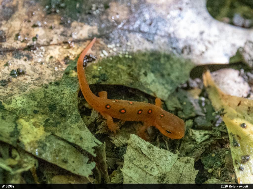 Red-spotted Newt