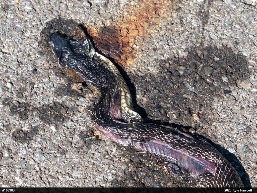 Eastern Ratsnake