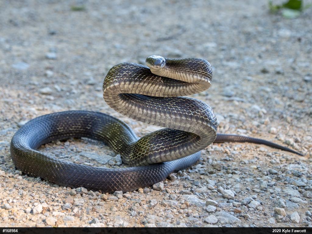 Eastern Ratsnake