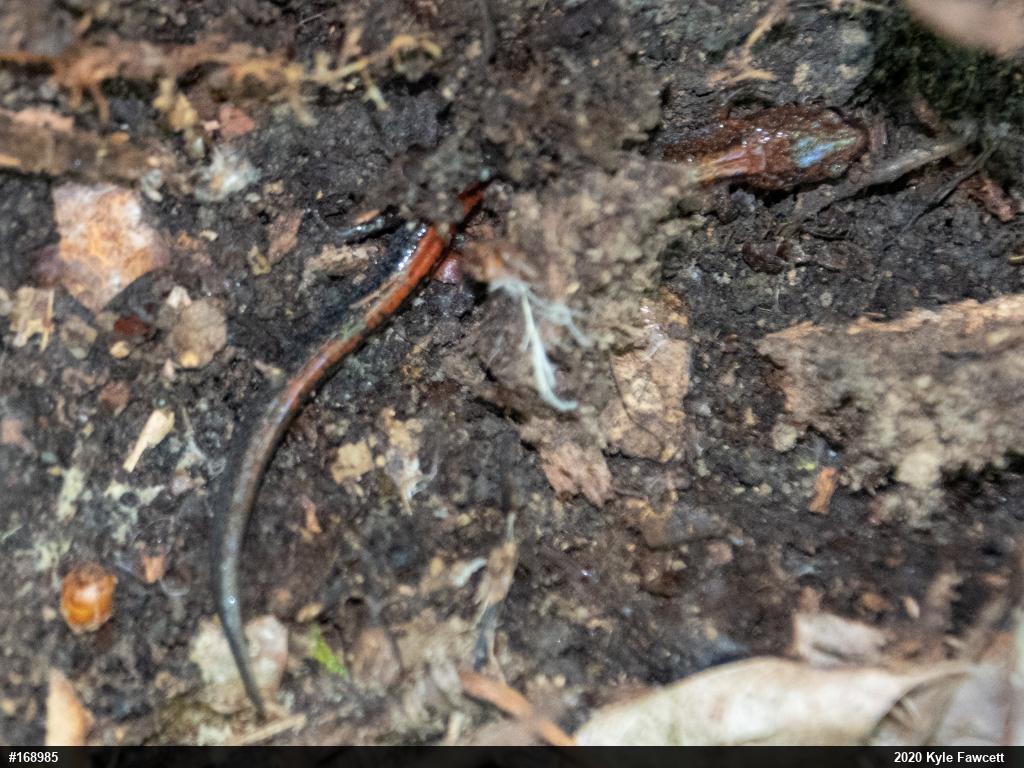 Eastern Red-backed  Salamander