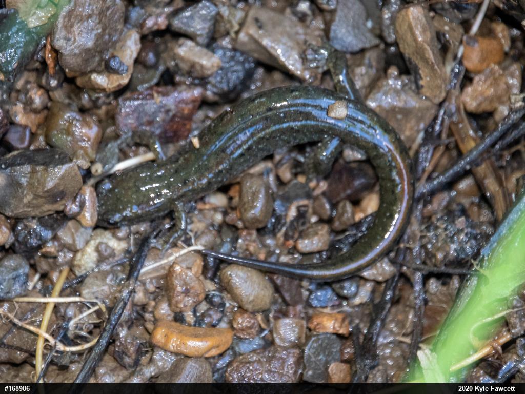 Northern Dusky Salamander