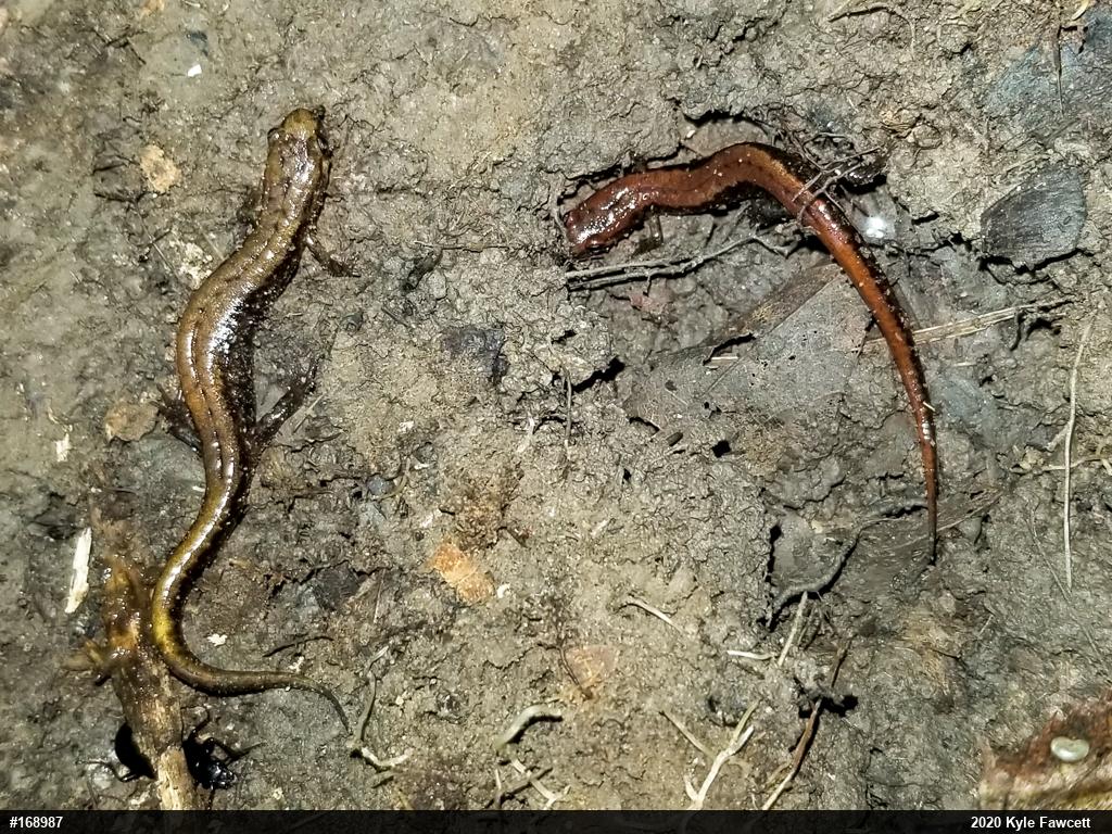 Allegheny Mountain Dusky Salamander