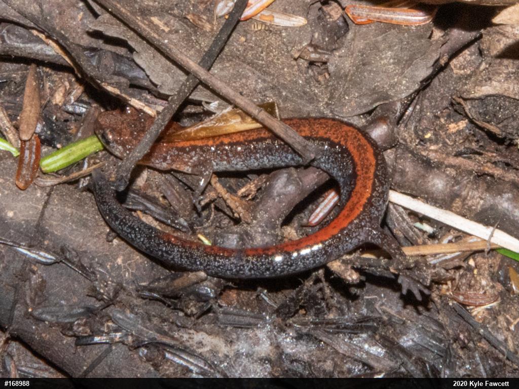 Eastern Red-backed  Salamander