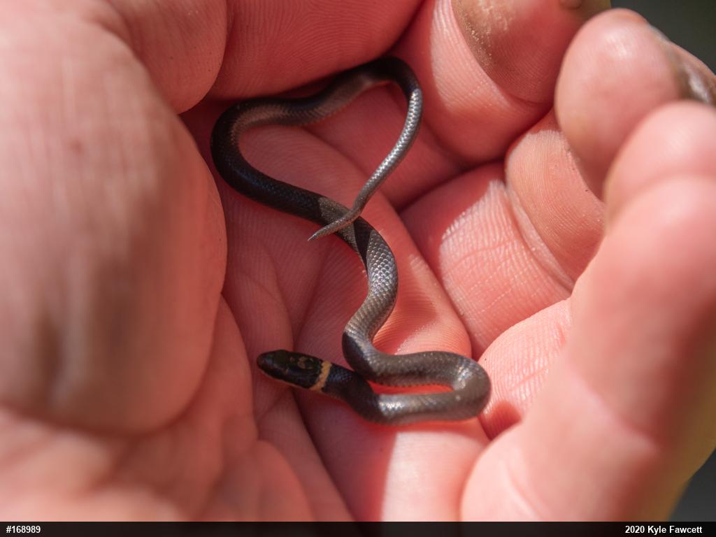 Northern Ring-necked Snake