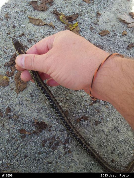 Eastern Gartersnake