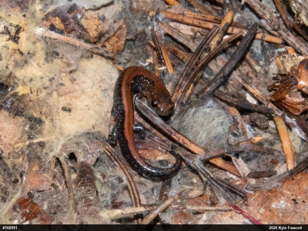 Eastern Red-backed  Salamander