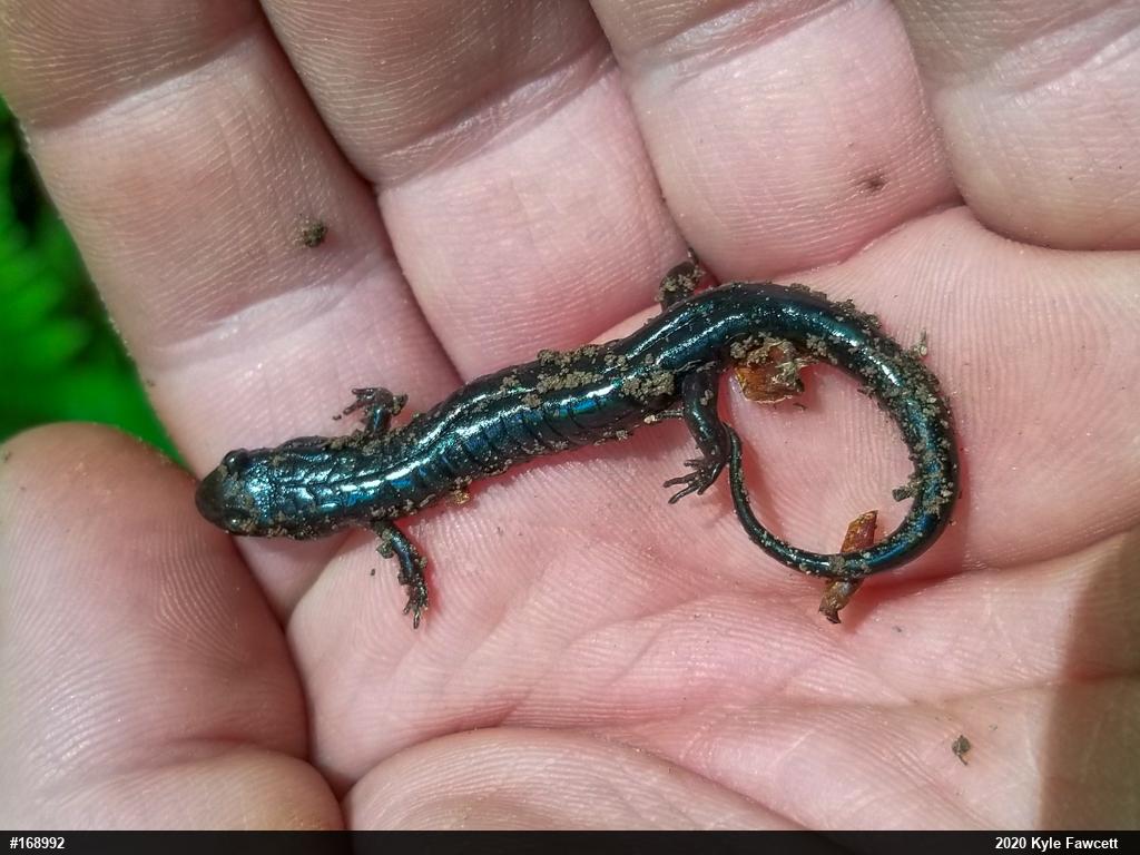 Allegheny Mountain Dusky Salamander