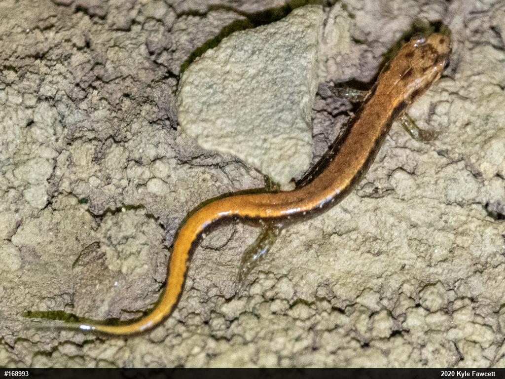 Allegheny Mountain Dusky Salamander