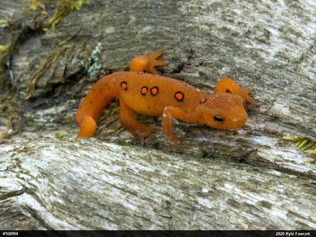 Red-spotted Newt