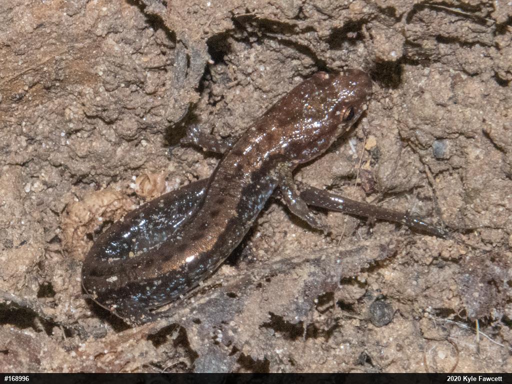 Allegheny Mountain Dusky Salamander