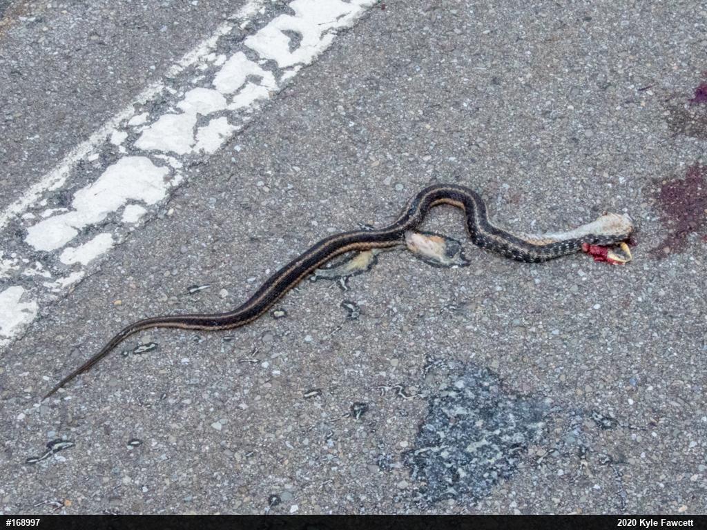 Eastern Gartersnake