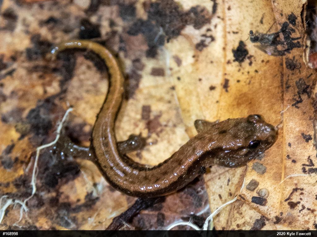 Allegheny Mountain Dusky Salamander