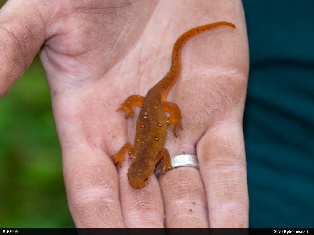 Red-spotted Newt