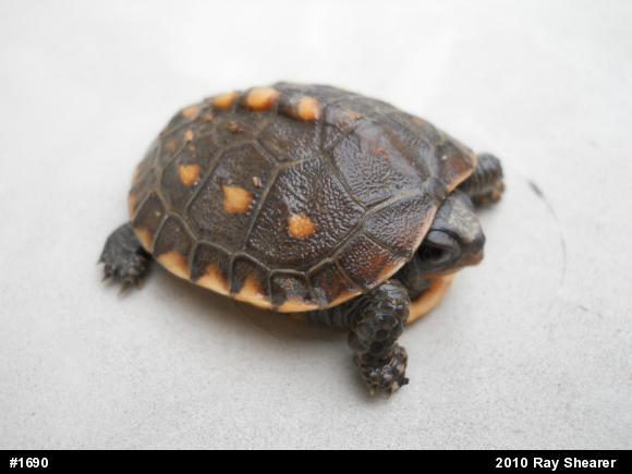 Eastern Box Turtle