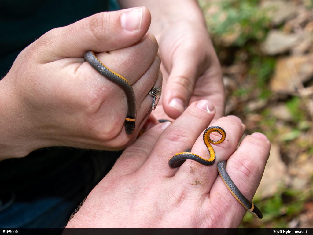 Northern Ring-necked Snake