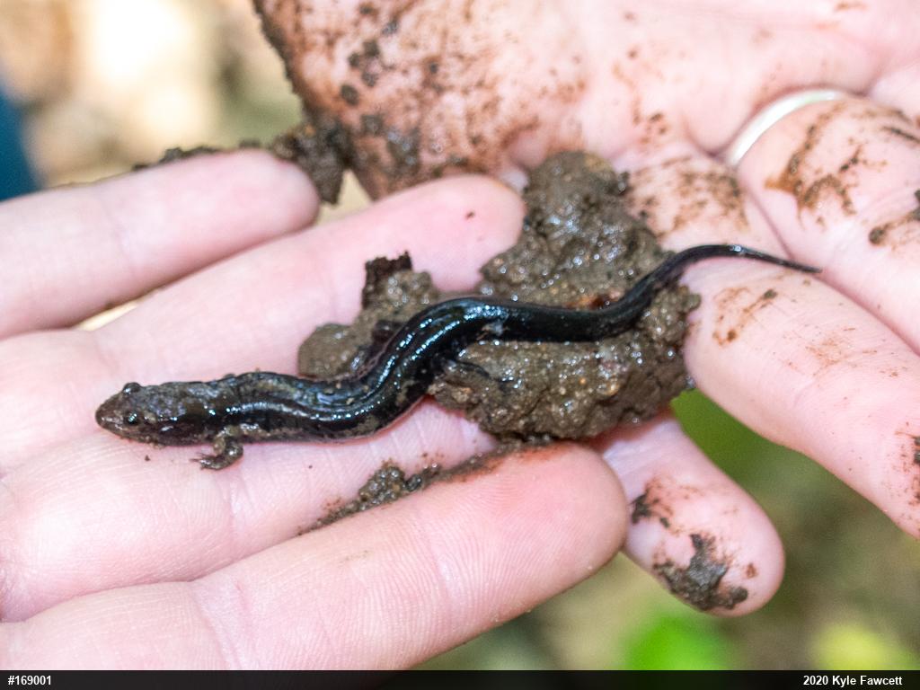 Allegheny Mountain Dusky Salamander