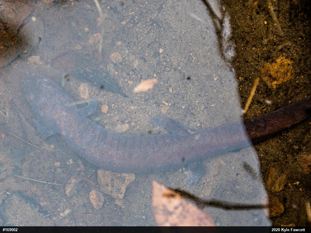 Northern Spring Salamander