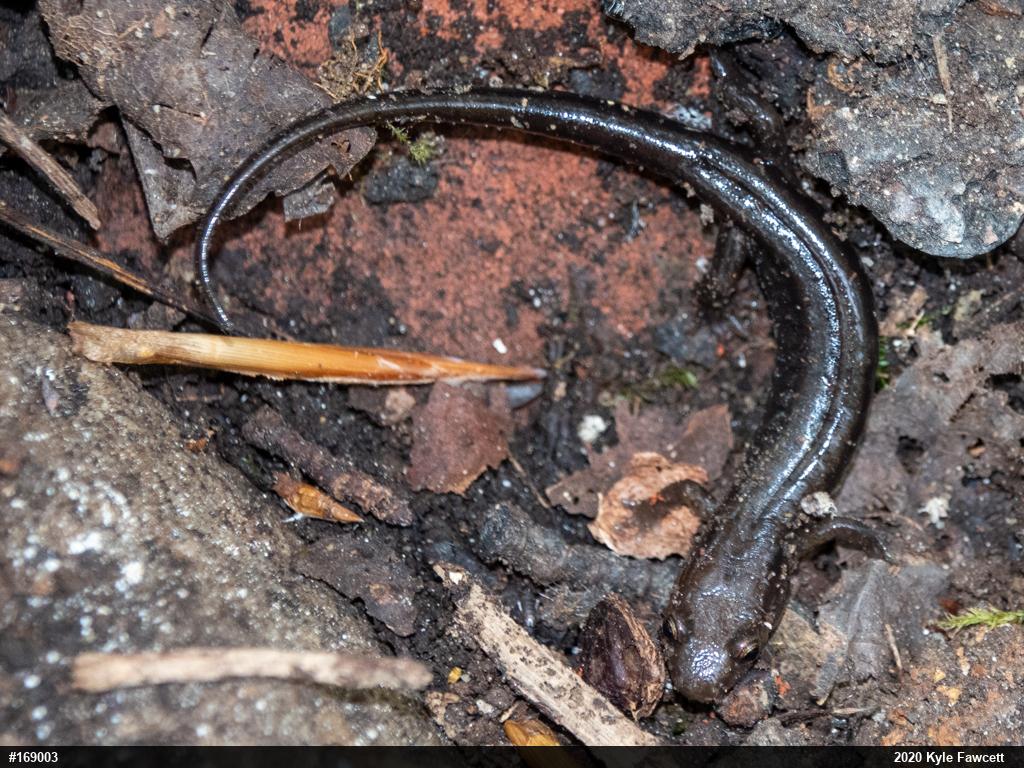 Allegheny Mountain Dusky Salamander