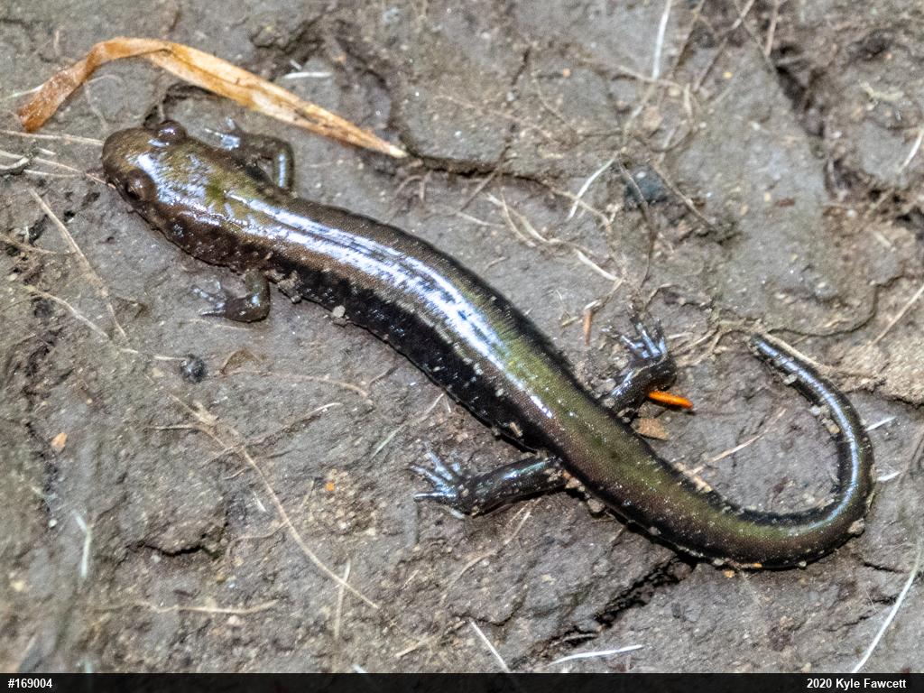 Allegheny Mountain Dusky Salamander