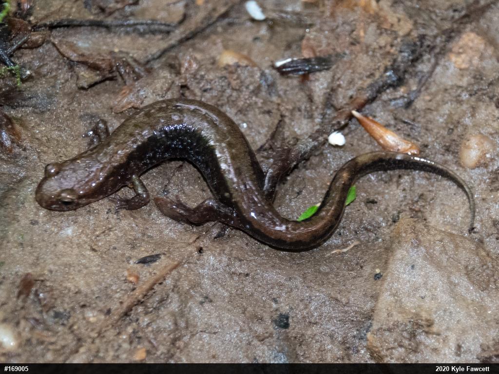 Allegheny Mountain Dusky Salamander