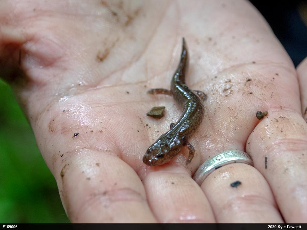 Northern Spring Salamander