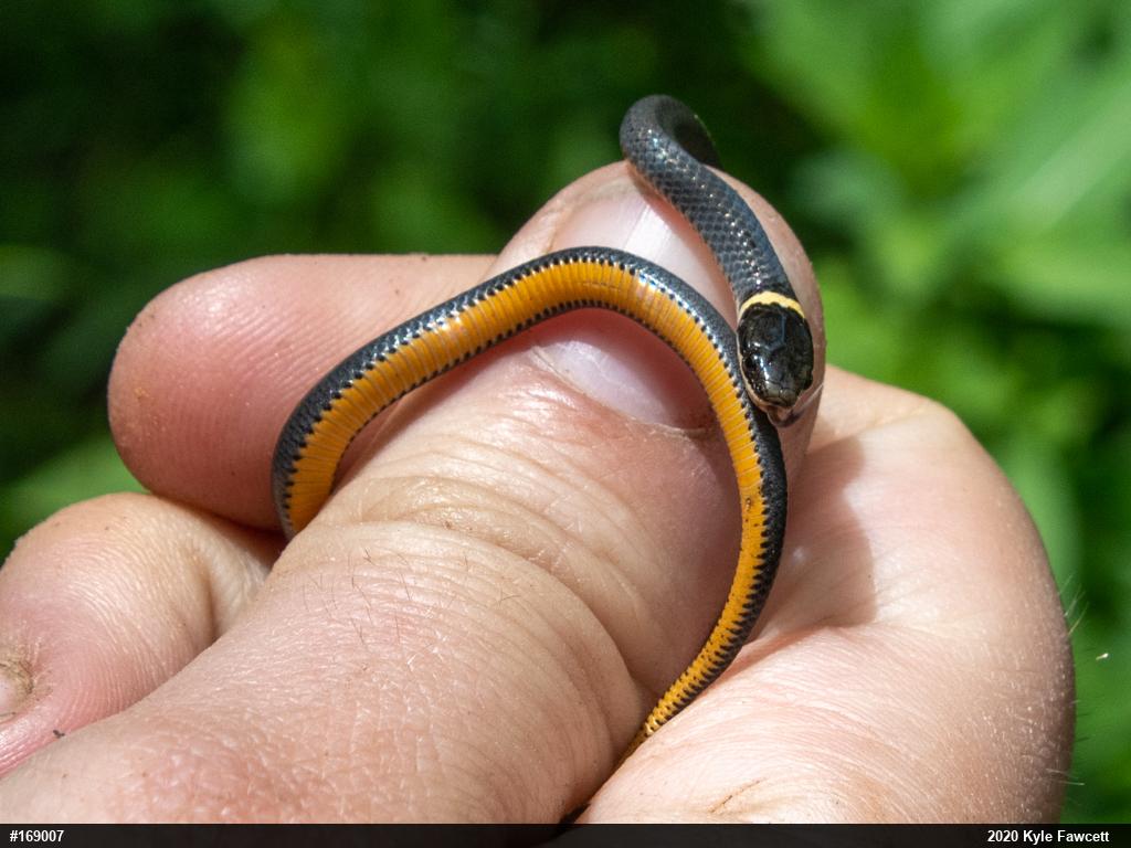 Northern Ring-necked Snake