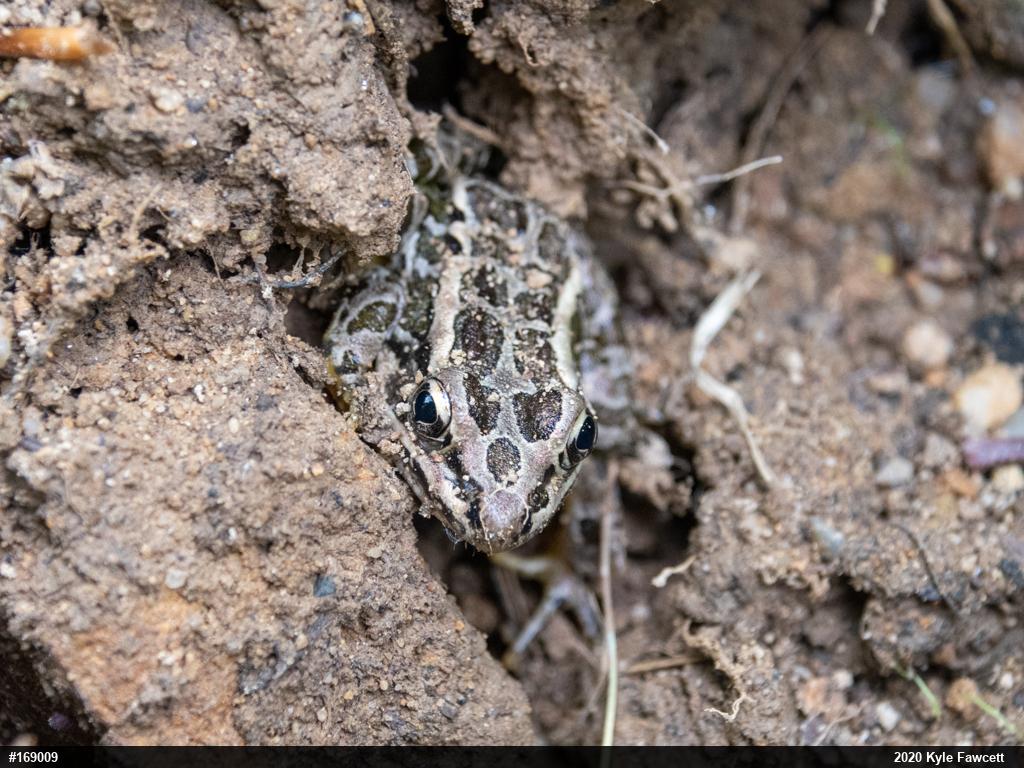 Pickerel Frog